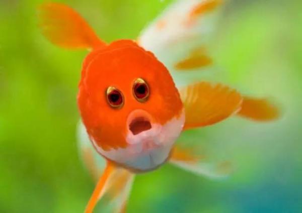 Nếu một ngày các bé động vật có 'đôi mắt Pleiku Biển Hồ đầy' thì thế giới này sẽ đáng yêu biết mấy! Nếu một ngày các bé động vật có 'đôi mắt Pleiku Biển Hồ đầy' thì thế giới này sẽ đáng yêu biết mấy!