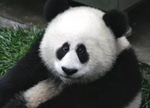 Nếu một ngày các bé động vật có 'đôi mắt Pleiku Biển Hồ đầy' thì thế giới này sẽ đáng yêu biết mấy! Nếu một ngày các bé động vật có 'đôi mắt Pleiku Biển Hồ đầy' thì thế giới này sẽ đáng yêu biết mấy!