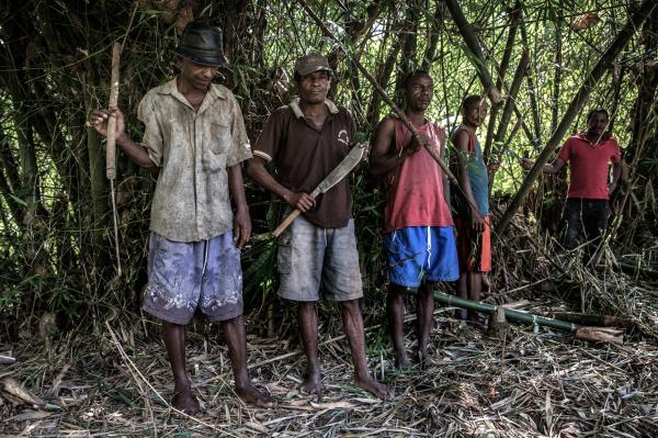 Vani: Hương liệu ngọt ngào nhưng đem tới Madagascar cả tiền bạc lẫn tội phạm Vani: Hương liệu ngọt ngào nhưng đem tới Madagascar cả tiền bạc lẫn tội phạm
