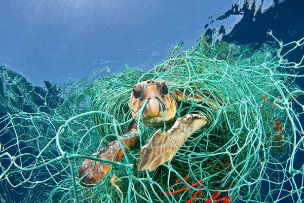 Hình ảnh chú rùa trở lại bãi biển ô nhiễm nhất Ấn Độ sau 20 năm cho thấy kỳ tích luôn nằm trong tay con người Hình ảnh chú rùa trở lại bãi biển ô nhiễm nhất Ấn Độ sau 20 năm cho thấy kỳ tích luôn nằm trong tay con người