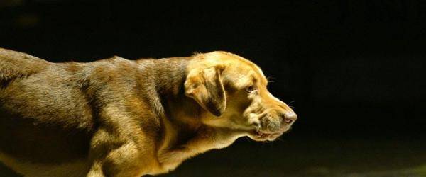 Làm thế nào để huấn luyện một chú chó chỉ biết 'ăn, ngủ' trở thành diễn viên điện ảnh thực thụ? Làm thế nào để huấn luyện một chú chó chỉ biết 'ăn, ngủ' trở thành diễn viên điện ảnh thực thụ?