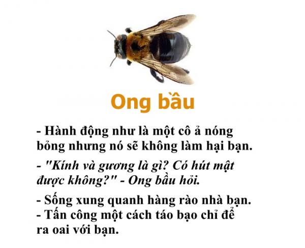 Bạn có biết chỉ riêng loài ong cũng có một bộ 'bách khoa toàn thư' hài hước thế này không? Bạn có biết chỉ riêng loài ong cũng có một bộ 'bách khoa toàn thư' hài hước thế này không?