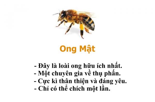 Bạn có biết chỉ riêng loài ong cũng có một bộ 'bách khoa toàn thư' hài hước thế này không? Bạn có biết chỉ riêng loài ong cũng có một bộ 'bách khoa toàn thư' hài hước thế này không?