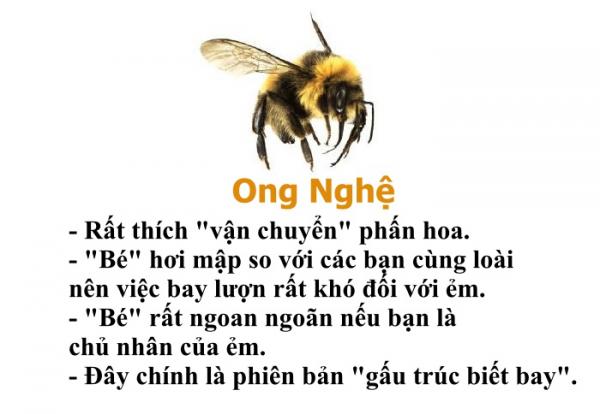 Bạn có biết chỉ riêng loài ong cũng có một bộ 'bách khoa toàn thư' hài hước thế này không? Bạn có biết chỉ riêng loài ong cũng có một bộ 'bách khoa toàn thư' hài hước thế này không?