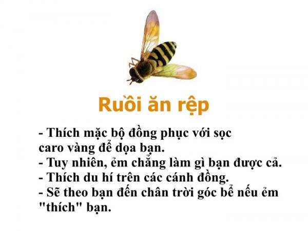 Bạn có biết chỉ riêng loài ong cũng có một bộ 'bách khoa toàn thư' hài hước thế này không? Bạn có biết chỉ riêng loài ong cũng có một bộ 'bách khoa toàn thư' hài hước thế này không?