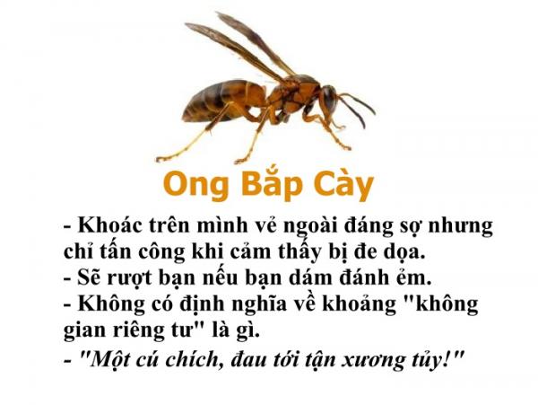 Bạn có biết chỉ riêng loài ong cũng có một bộ 'bách khoa toàn thư' hài hước thế này không? Bạn có biết chỉ riêng loài ong cũng có một bộ 'bách khoa toàn thư' hài hước thế này không?