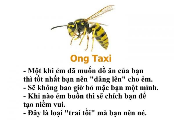 Bạn có biết chỉ riêng loài ong cũng có một bộ 'bách khoa toàn thư' hài hước thế này không? Bạn có biết chỉ riêng loài ong cũng có một bộ 'bách khoa toàn thư' hài hước thế này không?