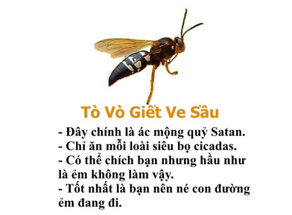 Bạn có biết chỉ riêng loài ong cũng có một bộ 'bách khoa toàn thư' hài hước thế này không? Bạn có biết chỉ riêng loài ong cũng có một bộ 'bách khoa toàn thư' hài hước thế này không?