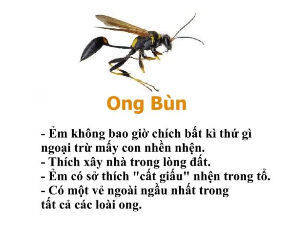 Bạn có biết chỉ riêng loài ong cũng có một bộ 'bách khoa toàn thư' hài hước thế này không? Bạn có biết chỉ riêng loài ong cũng có một bộ 'bách khoa toàn thư' hài hước thế này không?