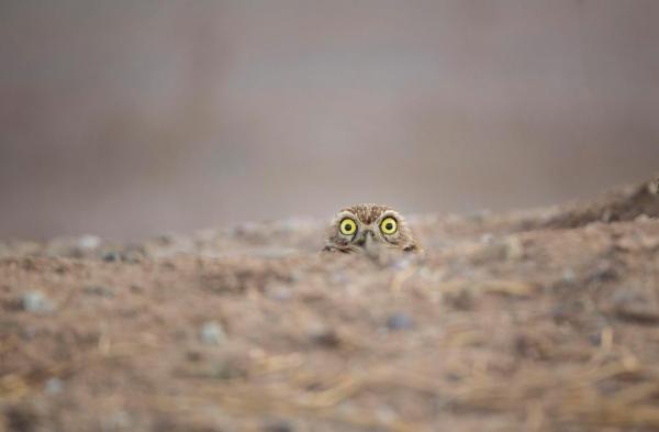 Cười thả ga với Comedy Wildlife Photography Award - cuộc thi những khoảnh khắc xàm xí của động vật hoang dã Cười thả ga với Comedy Wildlife Photography Award - cuộc thi những khoảnh khắc xàm xí của động vật hoang dã