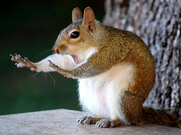 Cười thả ga với Comedy Wildlife Photography Award - cuộc thi những khoảnh khắc xàm xí của động vật hoang dã Cười thả ga với Comedy Wildlife Photography Award - cuộc thi những khoảnh khắc xàm xí của động vật hoang dã