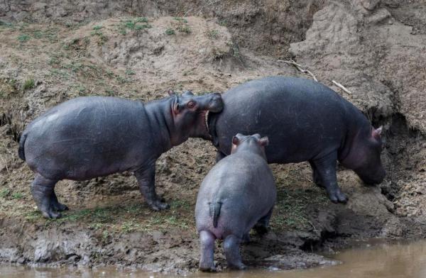 Cười thả ga với Comedy Wildlife Photography Award - cuộc thi những khoảnh khắc xàm xí của động vật hoang dã Cười thả ga với Comedy Wildlife Photography Award - cuộc thi những khoảnh khắc xàm xí của động vật hoang dã