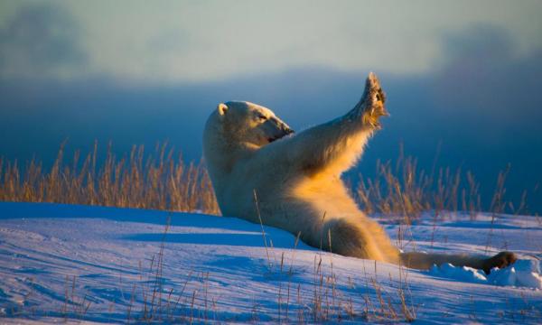 Cười thả ga với Comedy Wildlife Photography Award - cuộc thi những khoảnh khắc xàm xí của động vật hoang dã Cười thả ga với Comedy Wildlife Photography Award - cuộc thi những khoảnh khắc xàm xí của động vật hoang dã