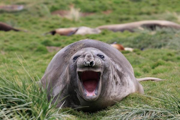 Cười thả ga với Comedy Wildlife Photography Award - cuộc thi những khoảnh khắc xàm xí của động vật hoang dã Cười thả ga với Comedy Wildlife Photography Award - cuộc thi những khoảnh khắc xàm xí của động vật hoang dã