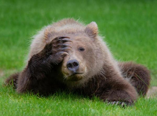Cười thả ga với Comedy Wildlife Photography Award - cuộc thi những khoảnh khắc xàm xí của động vật hoang dã Cười thả ga với Comedy Wildlife Photography Award - cuộc thi những khoảnh khắc xàm xí của động vật hoang dã