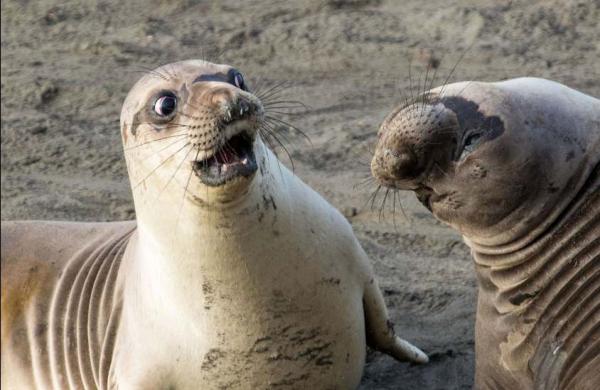 Cười thả ga với Comedy Wildlife Photography Award - cuộc thi những khoảnh khắc xàm xí của động vật hoang dã Cười thả ga với Comedy Wildlife Photography Award - cuộc thi những khoảnh khắc xàm xí của động vật hoang dã