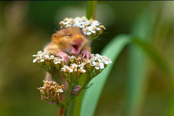 Cười thả ga với Comedy Wildlife Photography Award - cuộc thi những khoảnh khắc xàm xí của động vật hoang dã Cười thả ga với Comedy Wildlife Photography Award - cuộc thi những khoảnh khắc xàm xí của động vật hoang dã