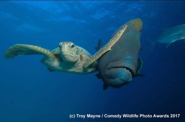 Cười thả ga với Comedy Wildlife Photography Award - cuộc thi những khoảnh khắc xàm xí của động vật hoang dã Cười thả ga với Comedy Wildlife Photography Award - cuộc thi những khoảnh khắc xàm xí của động vật hoang dã