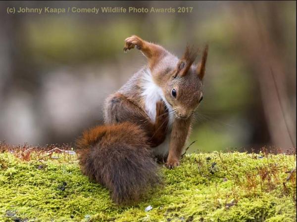 Cười thả ga với Comedy Wildlife Photography Award - cuộc thi những khoảnh khắc xàm xí của động vật hoang dã Cười thả ga với Comedy Wildlife Photography Award - cuộc thi những khoảnh khắc xàm xí của động vật hoang dã