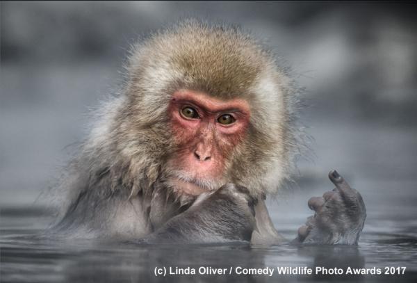 Cười thả ga với Comedy Wildlife Photography Award - cuộc thi những khoảnh khắc xàm xí của động vật hoang dã Cười thả ga với Comedy Wildlife Photography Award - cuộc thi những khoảnh khắc xàm xí của động vật hoang dã