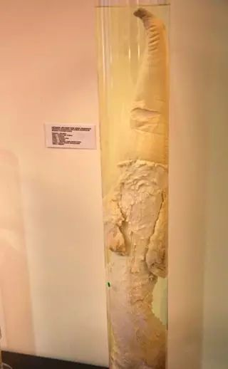 Có gì trong bảo tàng trưng bày 'của quý' muôn loài ở Iceland khiến khách tham quan phải ngượng chín mặt? Có gì trong bảo tàng trưng bày 'của quý' muôn loài ở Iceland khiến khách tham quan phải ngượng chín mặt?