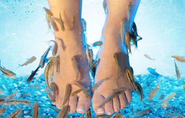 Từ 5 ngón chân thành... không ngón nào - Hậu quả tai hại sau một lần massage cho cá rỉa chân Từ 5 ngón chân thành... không ngón nào - Hậu quả tai hại sau một lần massage cho cá rỉa chân