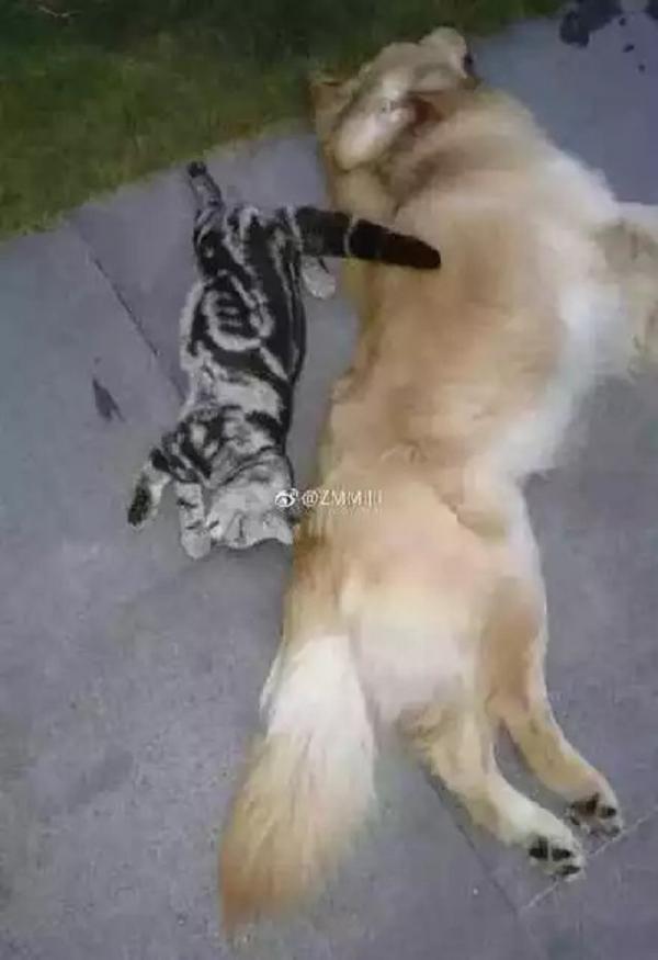 Giận cá chém... chó mèo, người chồng ném thú cưng từ tầng 21 xuống sau khi cãi nhau với vợ Giận cá chém... chó mèo, người chồng ném thú cưng từ tầng 21 xuống sau khi cãi nhau với vợ