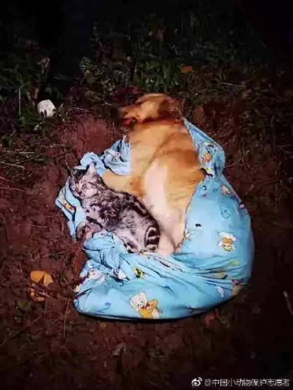 Giận cá chém... chó mèo, người chồng ném thú cưng từ tầng 21 xuống sau khi cãi nhau với vợ Giận cá chém... chó mèo, người chồng ném thú cưng từ tầng 21 xuống sau khi cãi nhau với vợ