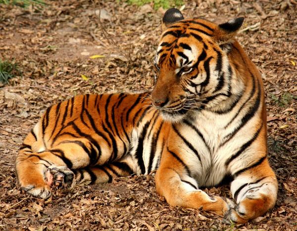 Ấn Độ tranh cãi vì phán quyết 'giết không tha' con hổ bị tình nghi ăn thịt 13 người Ấn Độ tranh cãi vì phán quyết 'giết không tha' con hổ bị tình nghi ăn thịt 13 người