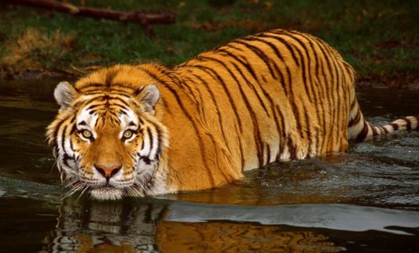 Ấn Độ tranh cãi vì phán quyết 'giết không tha' con hổ bị tình nghi ăn thịt 13 người Ấn Độ tranh cãi vì phán quyết 'giết không tha' con hổ bị tình nghi ăn thịt 13 người