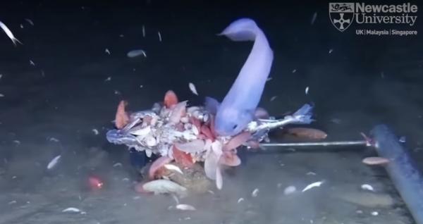 Loài cá độc sống dưới biển sâu sẽ lập tức 'tan chảy' nếu bị đưa lên mặt nước Loài cá độc sống dưới biển sâu sẽ lập tức 'tan chảy' nếu bị đưa lên mặt nước