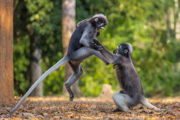 Bỗng thấy đời đáng yêu với 20 khoảnh khắc 'dễ cưng' của các loài động vật hoang dã Bỗng thấy đời đáng yêu với 20 khoảnh khắc 'dễ cưng' của các loài động vật hoang dã