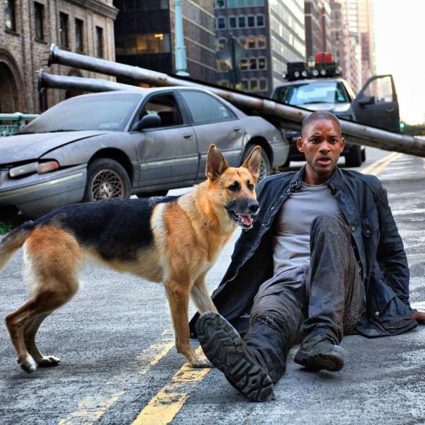 Hơn 11 năm trôi qua, chú chó Sam trong 'I Am Legend' vẫn sống rất vui vẻ và khỏe mạnh Hơn 11 năm trôi qua, chú chó Sam trong 'I Am Legend' vẫn sống rất vui vẻ và khỏe mạnh