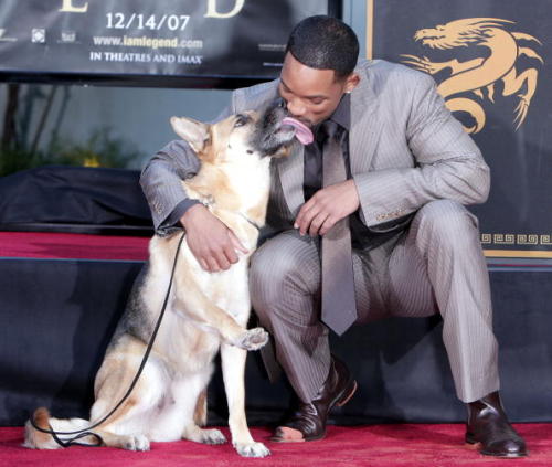 Hơn 11 năm trôi qua, chú chó Sam trong 'I Am Legend' vẫn sống rất vui vẻ và khỏe mạnh Hơn 11 năm trôi qua, chú chó Sam trong 'I Am Legend' vẫn sống rất vui vẻ và khỏe mạnh