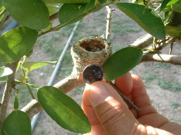 15 loại tổ chim có kiến trúc đặc biệt đến mức ngay cả loài người cũng thấy thán phục 15 loại tổ chim có kiến trúc đặc biệt đến mức ngay cả loài người cũng thấy thán phục