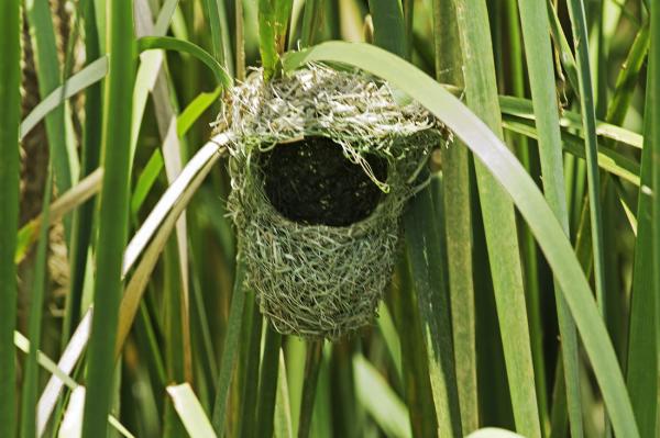 15 loại tổ chim có kiến trúc đặc biệt đến mức ngay cả loài người cũng thấy thán phục 15 loại tổ chim có kiến trúc đặc biệt đến mức ngay cả loài người cũng thấy thán phục