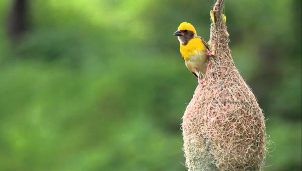 15 loại tổ chim có kiến trúc đặc biệt đến mức ngay cả loài người cũng thấy thán phục 15 loại tổ chim có kiến trúc đặc biệt đến mức ngay cả loài người cũng thấy thán phục
