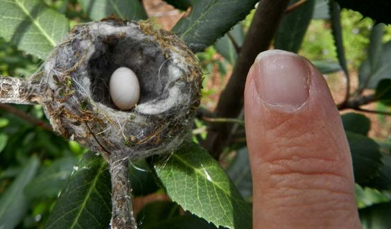 15 loại tổ chim có kiến trúc đặc biệt đến mức ngay cả loài người cũng thấy thán phục 15 loại tổ chim có kiến trúc đặc biệt đến mức ngay cả loài người cũng thấy thán phục