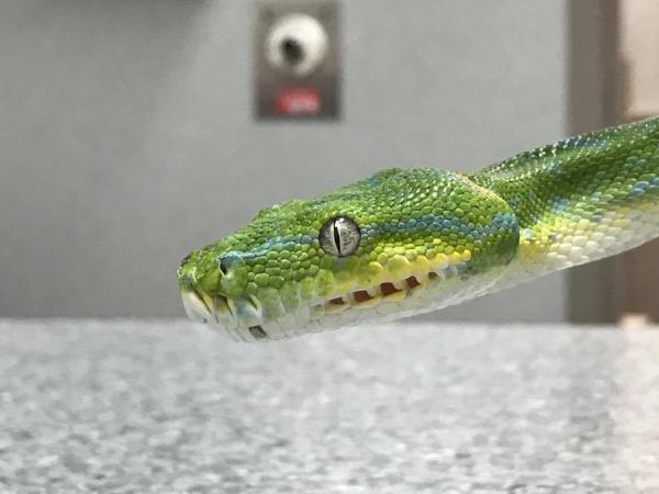 Hài hước chuyện chị rắn hậu đậu phải đi niềng răng vì tham ăn làm gãy cả xương hàm Hài hước chuyện chị rắn hậu đậu phải đi niềng răng vì tham ăn làm gãy cả xương hàm