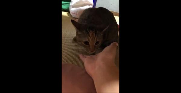 'Sen' bị 'boss' mèo đánh ghen từ mặt vì dám lén lút 'ngoại tình' với mèo hoang 'Sen' bị 'boss' mèo đánh ghen từ mặt vì dám lén lút 'ngoại tình' với mèo hoang