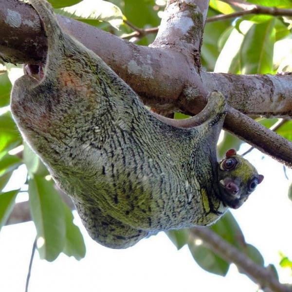 15 động vật kỳ lạ, huyền bí ngỡ như chỉ có trong thần thoại nay đã xuất hiện trước mắt bạn rồi đây! 15 động vật kỳ lạ, huyền bí ngỡ như chỉ có trong thần thoại nay đã xuất hiện trước mắt bạn rồi đây!