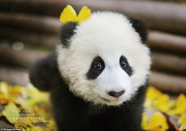 'Đường bay gấu trúc' khiến bao người xao xuyến vì mức độ cute 'kịch trần' 'Đường bay gấu trúc' khiến bao người xao xuyến vì mức độ cute 'kịch trần'