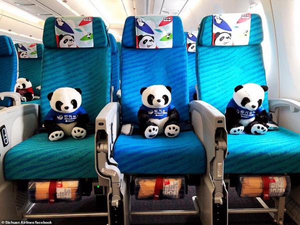'Đường bay gấu trúc' khiến bao người xao xuyến vì mức độ cute 'kịch trần' 'Đường bay gấu trúc' khiến bao người xao xuyến vì mức độ cute 'kịch trần'