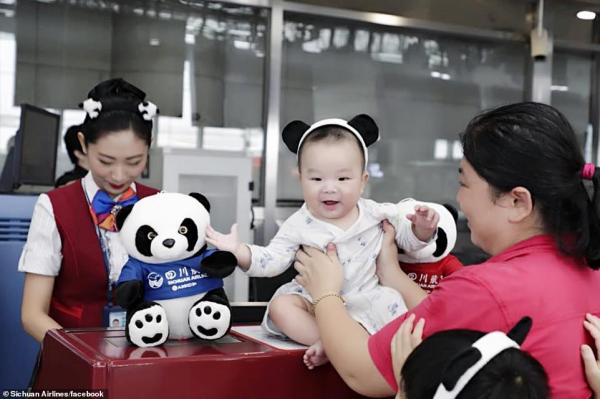 'Đường bay gấu trúc' khiến bao người xao xuyến vì mức độ cute 'kịch trần' 'Đường bay gấu trúc' khiến bao người xao xuyến vì mức độ cute 'kịch trần'