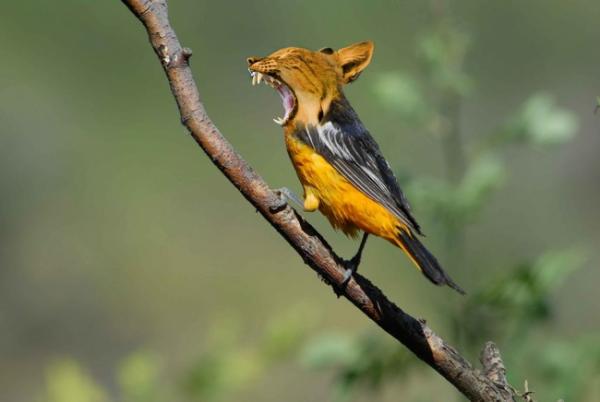 Điều gì xảy ra nếu loài người đột nhiên biến mất khỏi Trái Đất? Điều gì xảy ra nếu loài người đột nhiên biến mất khỏi Trái Đất?