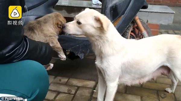 Tình mẫu tử thiêng liêng: Chó mẹ đuổi theo hôn tạm biệt cún con trước lúc chia xa Tình mẫu tử thiêng liêng: Chó mẹ đuổi theo hôn tạm biệt cún con trước lúc chia xa