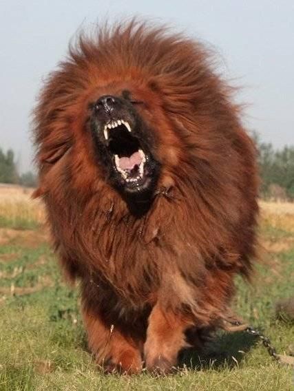 10 em thú cưng đắt đỏ nhất thế giới 10 em thú cưng đắt đỏ nhất thế giới
