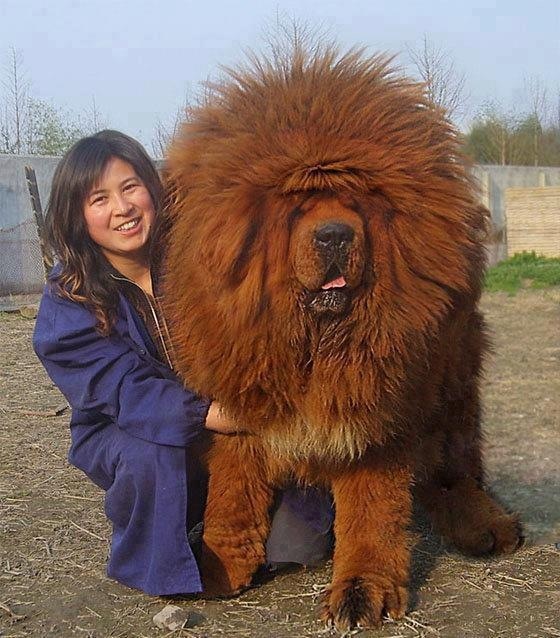 10 em thú cưng đắt đỏ nhất thế giới 10 em thú cưng đắt đỏ nhất thế giới