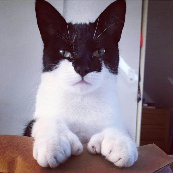 Cùng ngắm nghía các 'boss' mèo có bộ lông đặc biệt nhất thiên hà Cùng ngắm nghía các 'boss' mèo có bộ lông đặc biệt nhất thiên hà