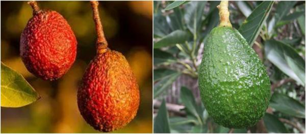 'Tròn mắt' trước hình dạng nguyên thủy từ hàng nghìn năm trước của các loài thực vật quen thuộc 'Tròn mắt' trước hình dạng nguyên thủy từ hàng nghìn năm trước của các loài thực vật quen thuộc